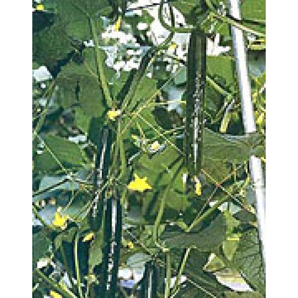 yLEqz  JlRz@_  350@V^l͎qؑւ1ȍ~̂͂\