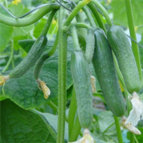 yLEqz _CzigL^cj@u~jQv @100@V^l͎qؑւ1ȍ~̂͂\