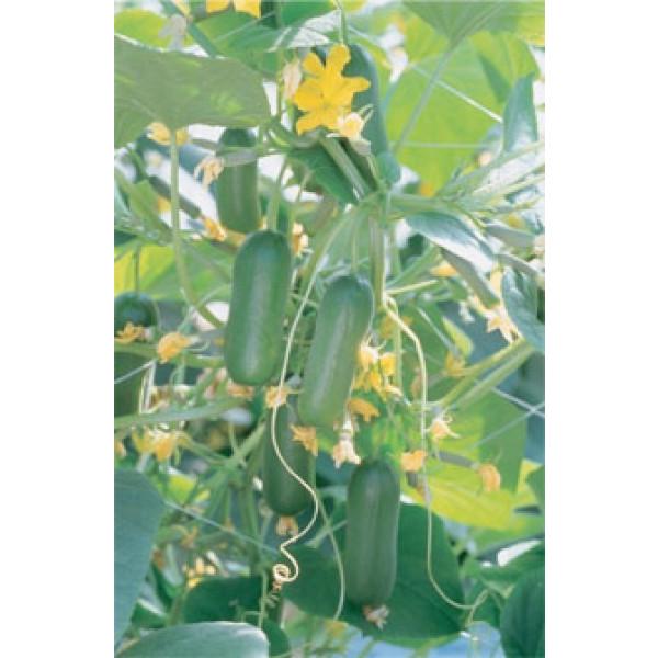 yLEqz_cz@[moqni~jjӉZ@܁@V^l͎qؑւ1ȍ~̂͂\