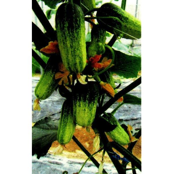 y~jLEz_cz@[mi͂ςji~jj@ӉZ@100@@V^l͎qؑւ1ȍ~̂͂\