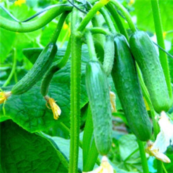 y~jLEqz _CzigL^cj@u~jpv@܁@V^l1ȍ~̂͂\