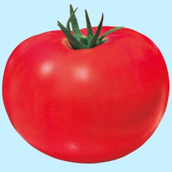 yg}gqz^LCz@͕Ďi傤傭ׂj1000@[J[/s