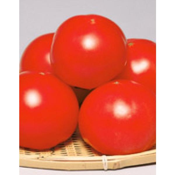 yg}gqzTJ^z@u}CbNv@1000@V^l̂͂12ȍ~\