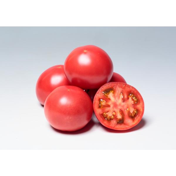 yg}gqzTJ^z@lg}gu팎iꂢjSC2-436v܁ivC}bNXqj