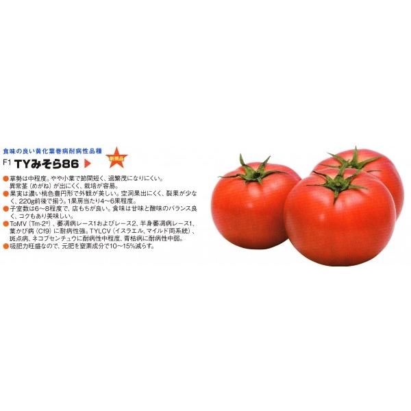 yg}gqzB݂ǁ@tϕai@wTY݂86x@1000@12ȍ~̂͂\