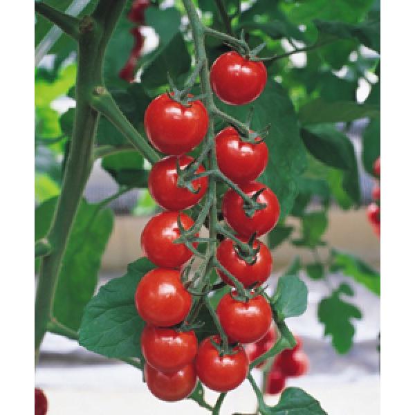 y~jg}gqz^LCz@beʁij1000@PVPo^i@V^l͎q؂ւ12ȍ~̂͂\