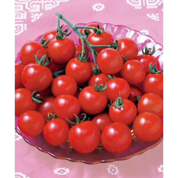 y~jg}gqz^LCz@uCFRRijv@܁@PVPo^i@V^l͎qؑւ12ȍ~̂͂\