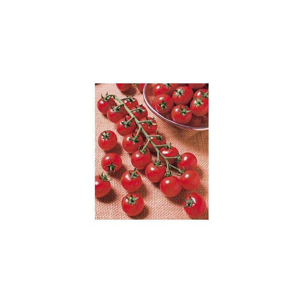 y~jg}gqz^LCz@TYʁiTYj1000@PVPo^i@V^l͎q؂ւ12ȍ~̂͂\