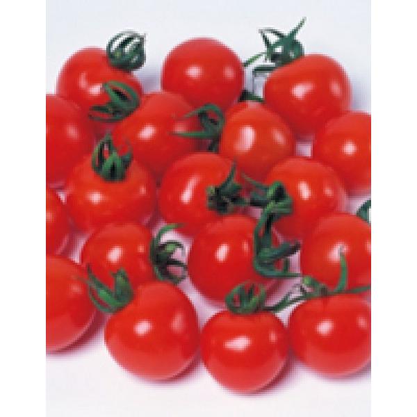 y~jg}gqzTJ^z@uLpbVv1000@V^l̂͂12ȍ~\@i