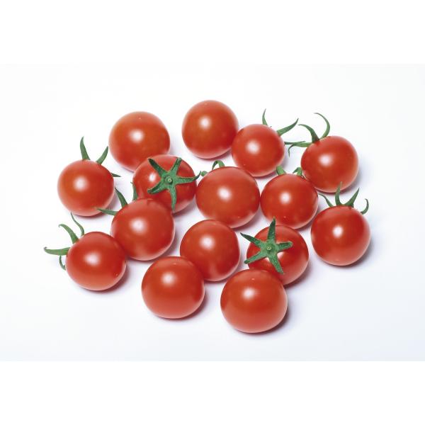 y~jg}gzTJ^z@uL[v@PRIMAX@1000@V^l̂͂12ȍ~\