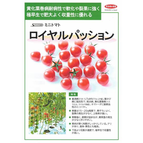 【ミニトマト種子】サカタ交配　黄化葉巻病耐病性「ロイヤルパッション」小袋（12粒）　★新タネのお届けは12月以降予定