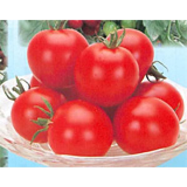 y~jg}gqzJlRz@XC[gr[@1000@V^l؂ւ12ȍ~̂͂\