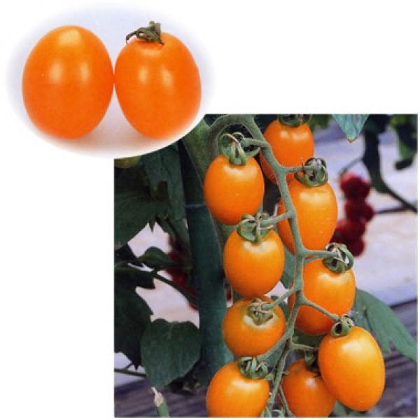 y~jg}gqzJlRz@LhCg 100@V^l͎q؂ւ12ȍ~̂͂\