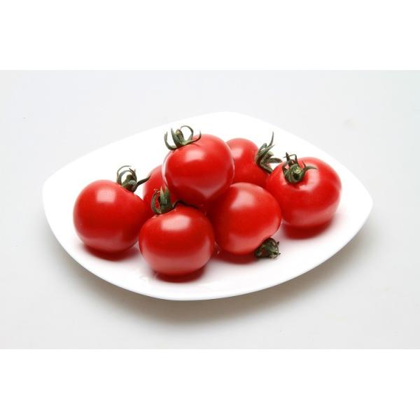 y~jg}gqz@JlRz@sxbhI[@1000@@@ʃg}g@V^l͎q؂ւ12ȍ~̂͂\