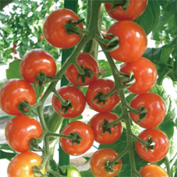 y~jg}gqz_CzigL^cjT`F[X}C@1000@s@V^l͎q؂ւ12ȍ~̂͂\