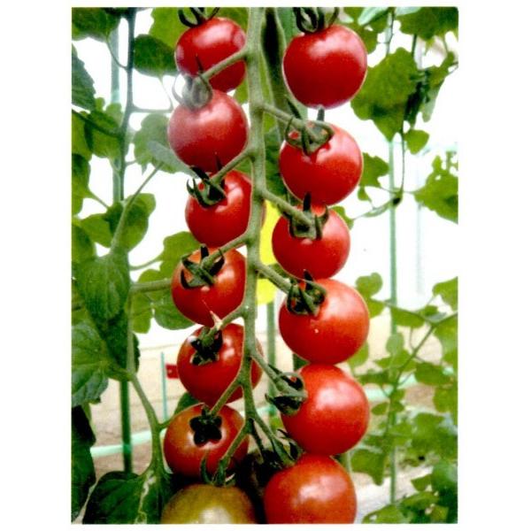 y~jg}gqz_CzigL^cj@uT`F[sAvXv100@@V^l12ȍ~͂\