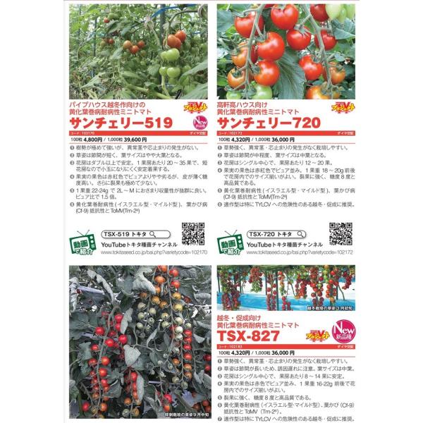 サンチェリー519 ミニトマト種子の魅力と育て方完全ガイド