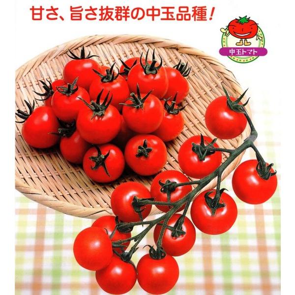 ミニトマト用出荷用資材】渡辺採種場 Mr.浅野のけっさくII（あさのの