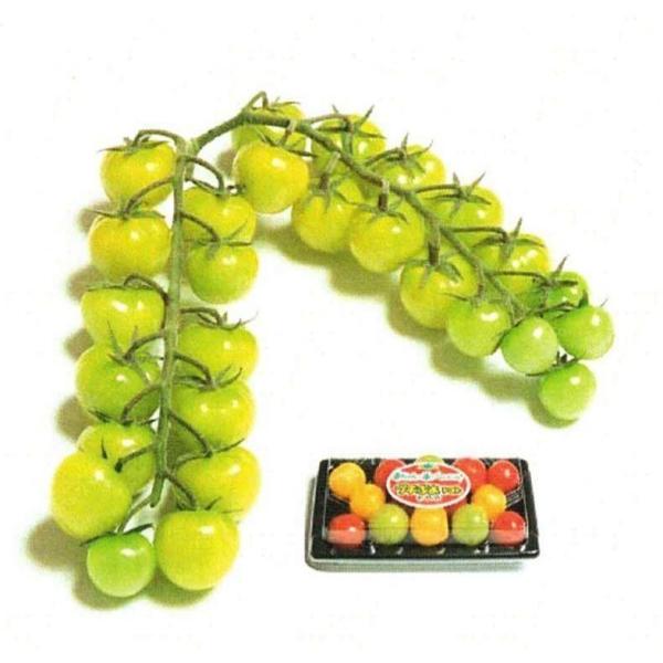 y~jg}gqznӍ̎@uCFv`ՂO[viՂՂj@1000 @V^l11ȍ~̂͂\