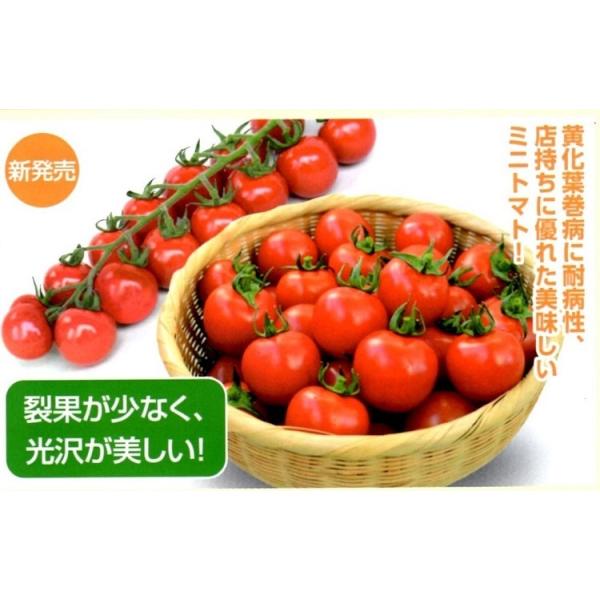 y~jg}gqzFziێcj@@܂@i܂j@100@V^l͎qؑւ12ȍ~̂͂\