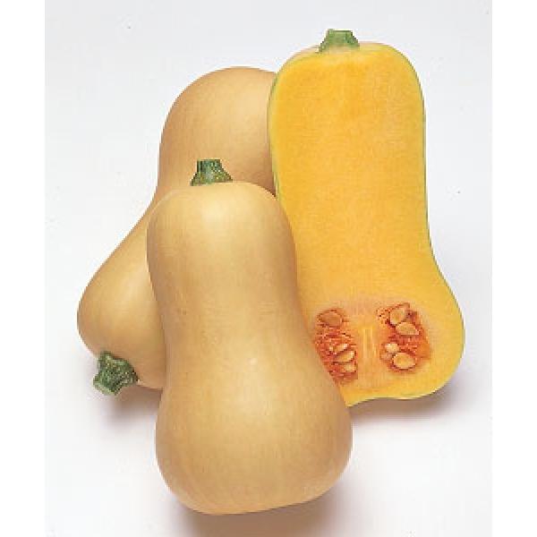 yJ{`qz^LCc@o^[ibc@100@ii@V^l͎q؂ւ1ȍ~̂͂\