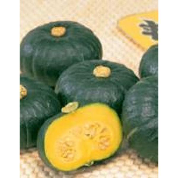 Iv`iՂj́FIV@100y~jJ{`qzTJ^z@V^lؑւ1ȍ~̂͂\