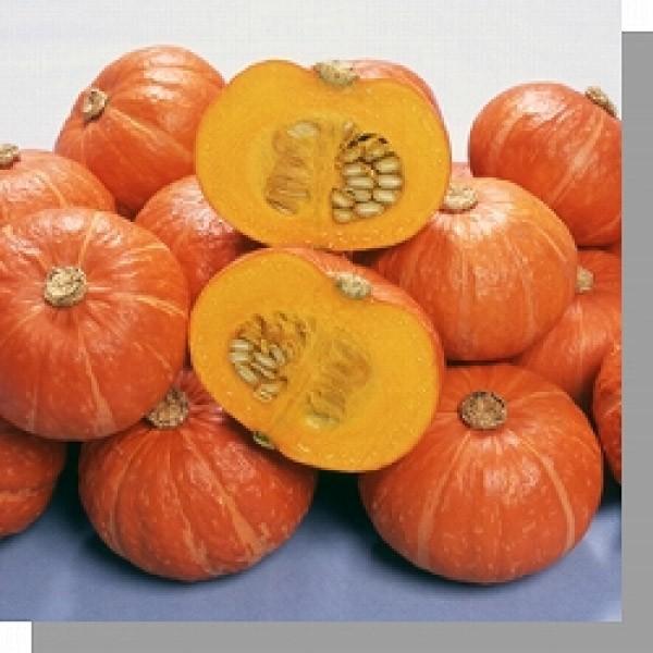 y~jJ{`qz ݂ǌz@ԂV 100@V^l͎q؂ւ1ȍ~̂͂\