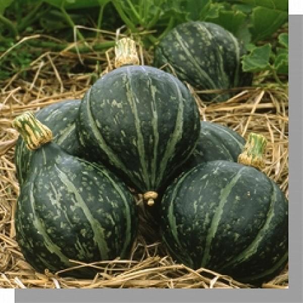 yJ{`qz݂ǌzu~iƂjv8@V^l͎q؂ւ1ȍ~̂͂\