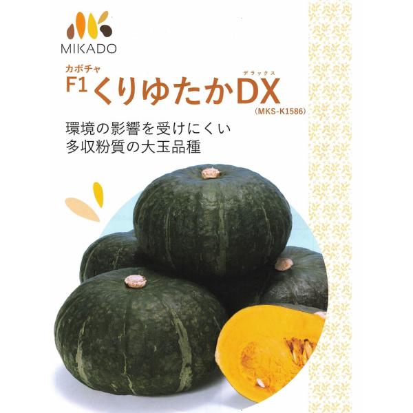 カボチャ種子】みかど交配（みかど協和）「くりゆたかDX」100粒 ☆新
