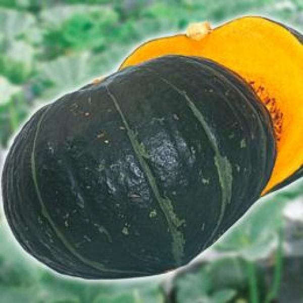 yJ{`qznӍ̎@uƂIv@9@@PVPo^i@V^l͎q؂ւ1ȍ~̂͂\