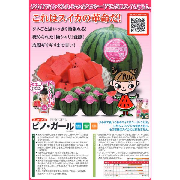 【BARDOCK】スイカの種【ピノ・ガール/500粒】すいか　種 shimizuya-tanenae_vs001060579-5