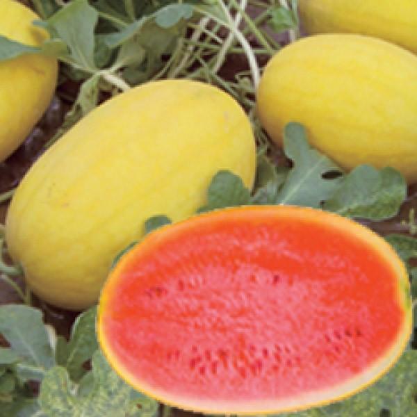 yXCJqz_CzigL^cj@û܂î܂jv@100@V^l͎q؂ւ1ȍ~̂͂\