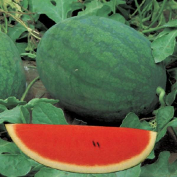 yXCJqz_CzigL^cj@û܂î܂jv@10@V^l͎q؂ւ1ȍ~̂͂\