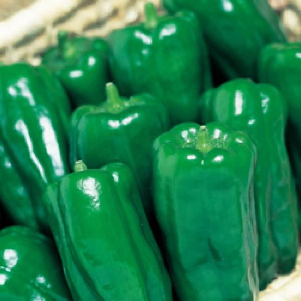 ys[}qz^LCz@Ђi傤ЂjDF܁i27jV^l͎q؂ւ12ȍ~̂͂\