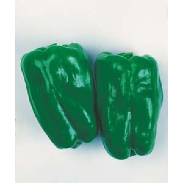 ys[}qz^LCz@G[X@1000@V^l͎q؂ւ̂PQȍ~̂͂\