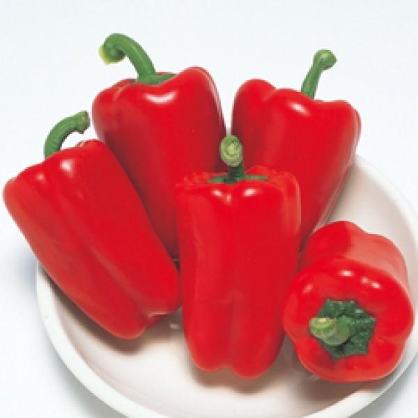 ys[}qz^LCz@t[s[bhEX@500@V^l͎q؂ւ12ȍ~̂͂\