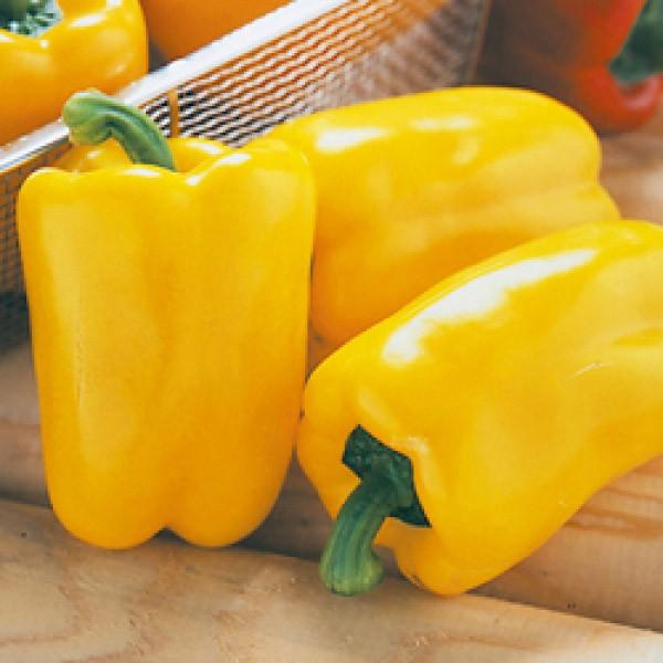 ys[}qz^LCz@t[s[CG[@DF܁i27j@V^l؂ւ12ȍ~̂͂\