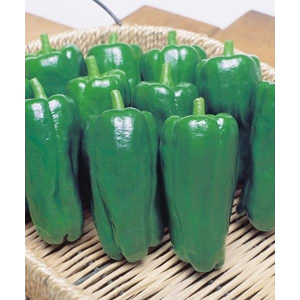 ys[}qz^LCz@܂i傤܂j 1000@V^l͎q؂ւ12ȍ~̂͂\