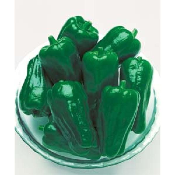 ys[}qz^LCz@䂽i傤䂽j1000@V^l͎q؂ւ12ȍ~̂͂\