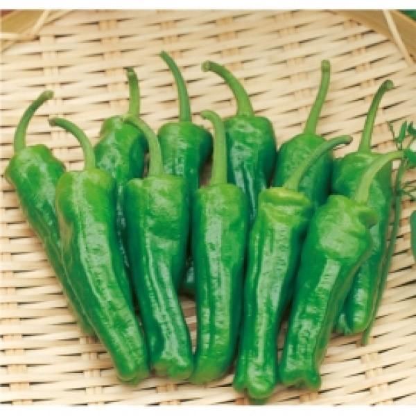 ys[}qzTJ^z@@us[v@܂@V^l̐؂ւ12ȍ~̂͂\