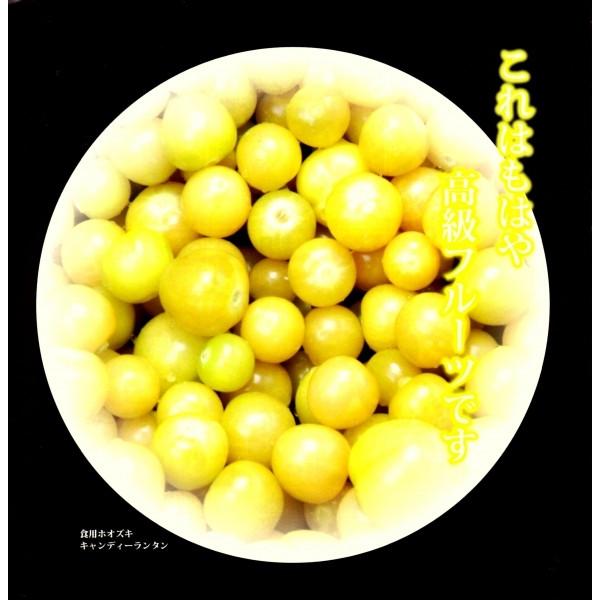 yHpقqz@a_@PVPo^iuLfB^v@200@12ȍ~̂͂\