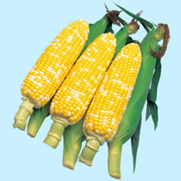 ygERVqzzi^LCcj@JNeWSdwiĂj@200@V^l͎q؂ւ2ȍ~̂͂\