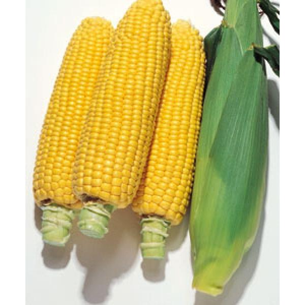 ygERVqzzi^LCcj@Lx86iׂj200@V^l͎q؂ւ2ȍ~̂͂\