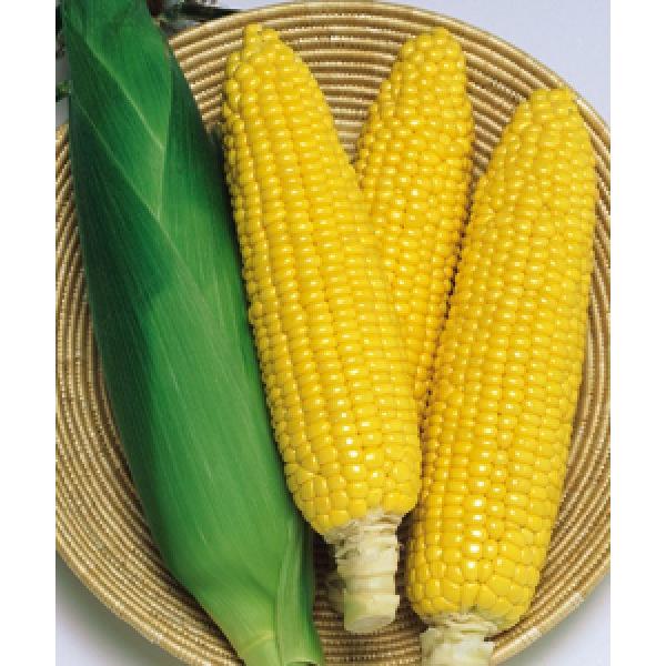 ygERVqzzi^LCcj@Ђ܃R[WW@2000@V^l͎q؂ւ2ȍ~̂͂\