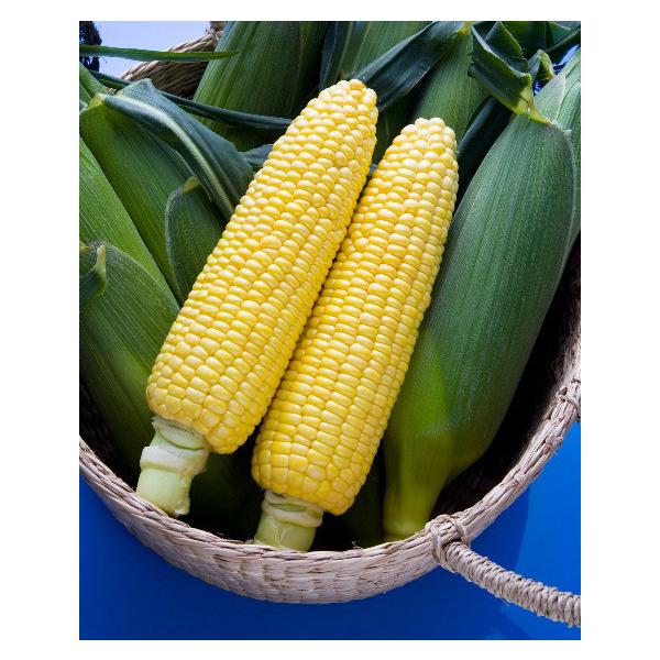 ygERVqzzi^LCcj@قԃR[@200@V^lɂ2ȍ~