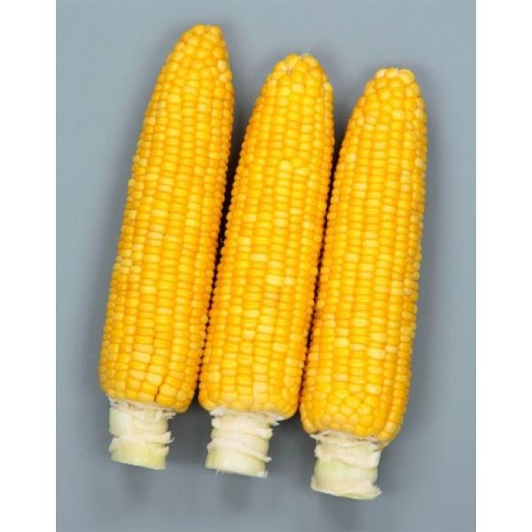 ygERVqzTJ^z@S[hbV90@200@1{ȍ~̂͂ƂȂ܂