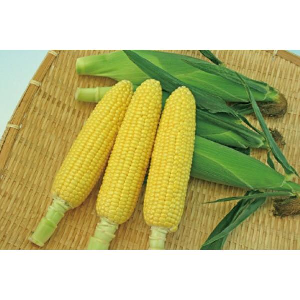 ygERVqz_CzigL^cju~L[XC[cv@20ml@@V^l1{ȍ~