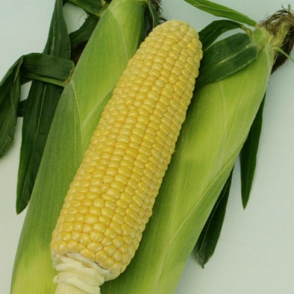 ygERVqz_CzigL^cj@u~L[XC[c88STv@2000@V^l36ȍ~@