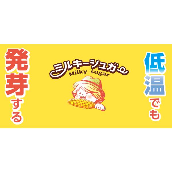 トウモロコシ種子】ダイヤ交配（トキタ種苗）ミルキーシュガー85（みる