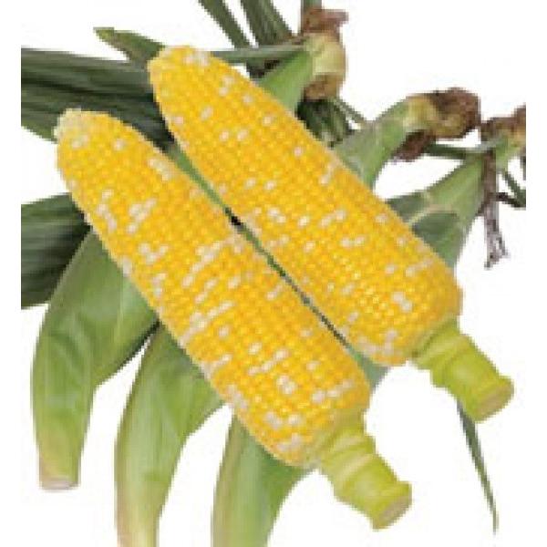 ygERVqz@XyIR[@OrX@30@V^l͎q؂ւ1ȍ~̂͂\